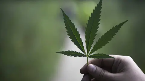 piqsels-canamo-marihuana