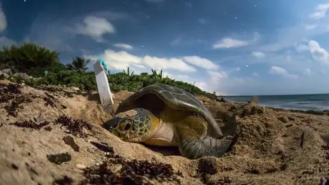 La-tortuga-Blanca-ha-recuperado-su-poblaci&oacute;n_web.