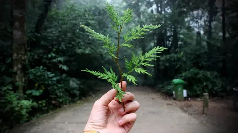 pexels-mixu-hoja-eco-friendly