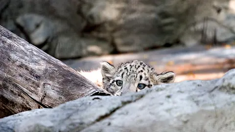 leopardo-nieves-Shawn-Kinkade-flickr-licencia-cc
