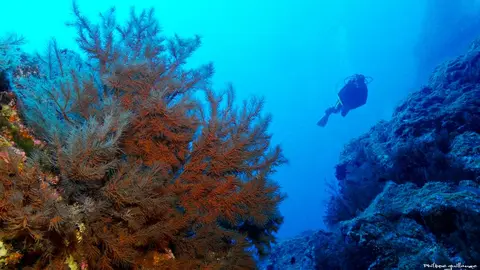 buceo-espana-canarias-flickr-Philippe-guillaume