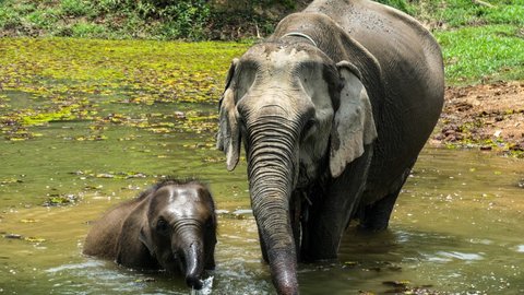 Laos: la lucha por salvar la especie en la Tierra del Millón de Elefantes