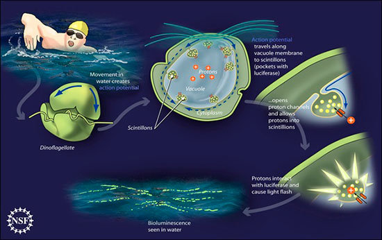 bioluminiscence
