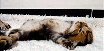 gatito