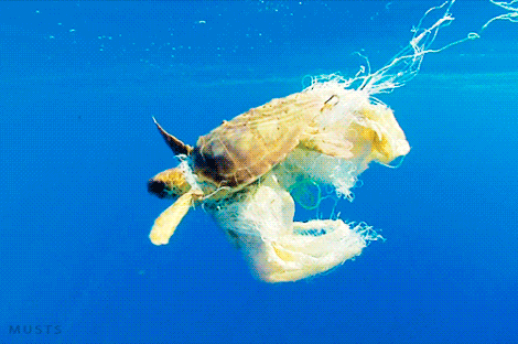 tortuga