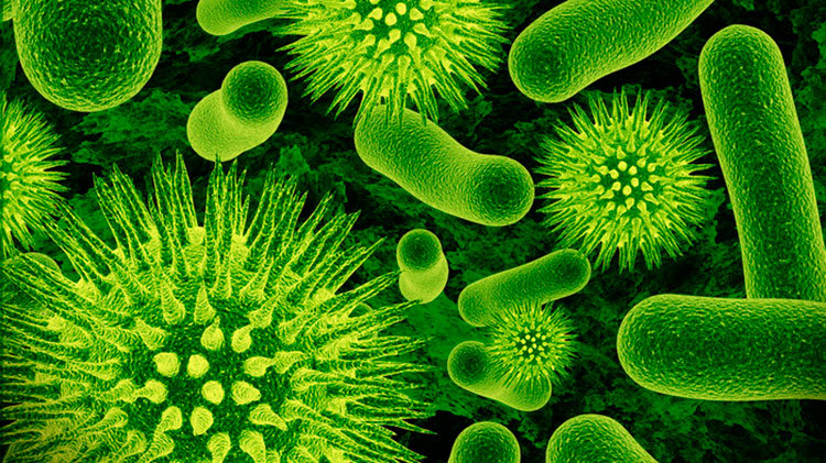 bacteria