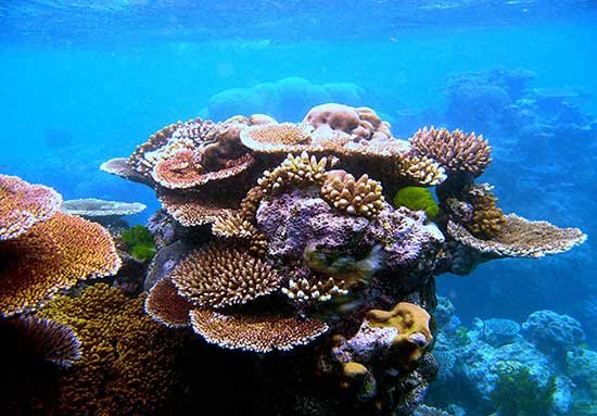 coral2