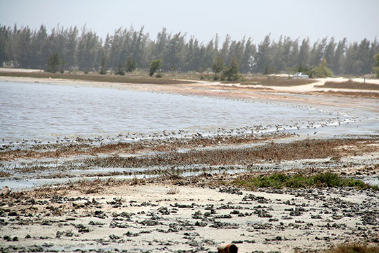 rosa_senegal1