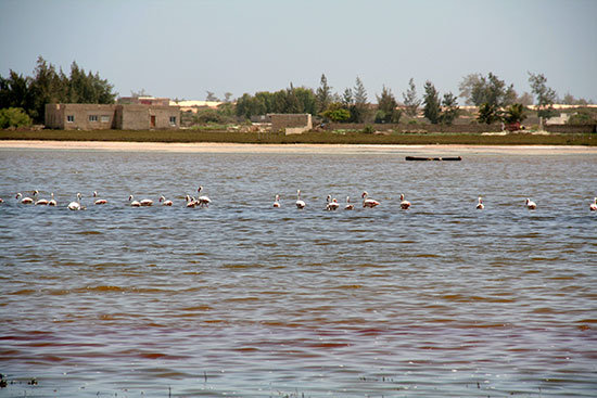 rosa_senegal2