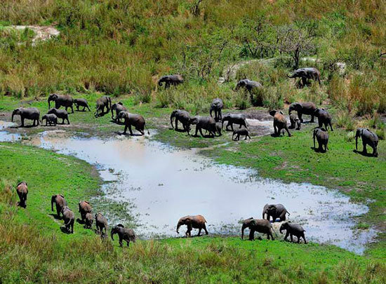 Congo-elefantes-en-garamba
