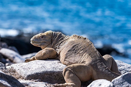 galapagos