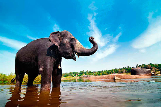 manas-india