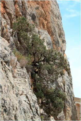 Sabina-negral-Juniperus-phoenicea-centenaria.