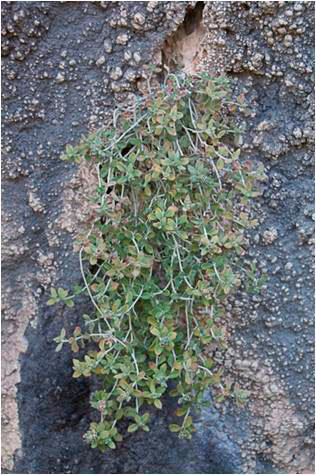 Té-de-roca-Teucrium-thymifolium.
