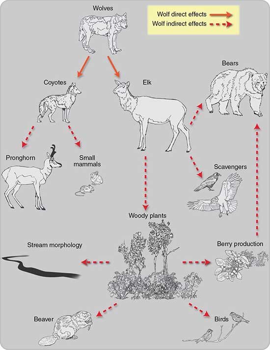 Dibujo20131109-wolves-interaction-to-megafauna