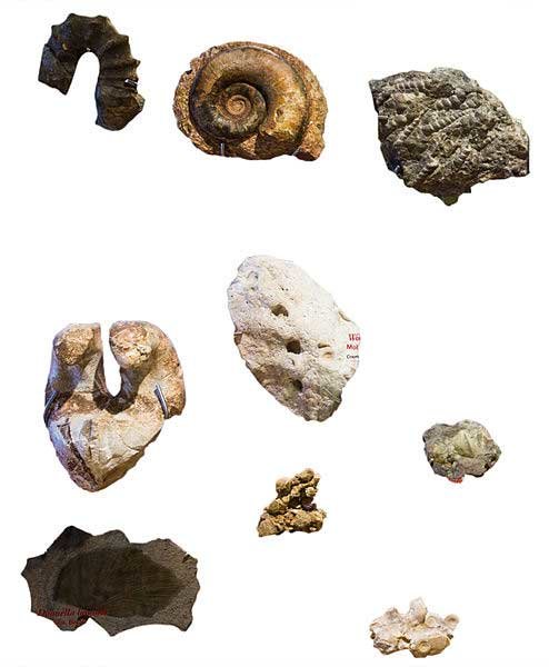 Fossili_delle_Dolomiti_-_MUSE