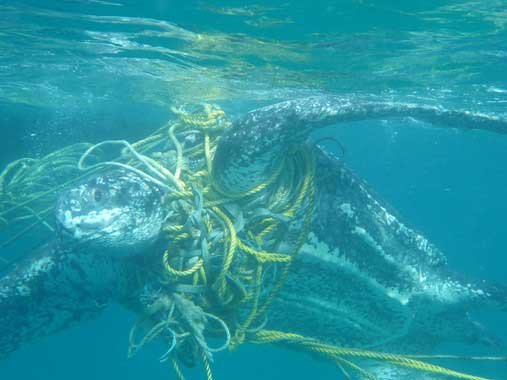 Cientos-de-tortugas-marinas-mueren-cada-ano-enredadas-en-basura_image_380
