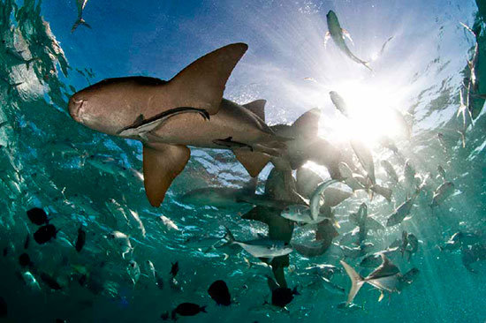 tiburon-belice