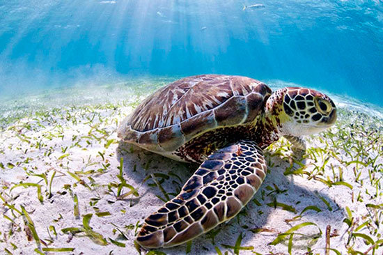 tortuga_belice