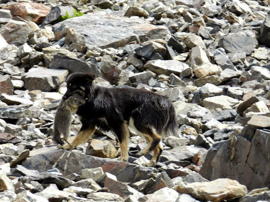 3.-perro-marmota