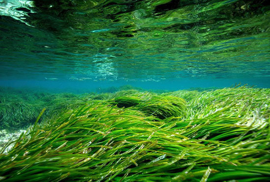 posidonia-3