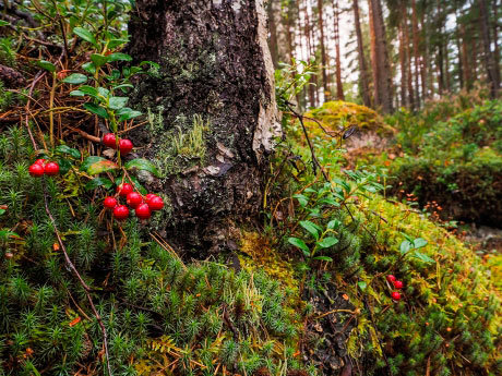 bosques-3