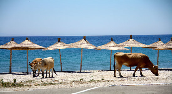albania-8