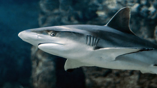 tiburon-2