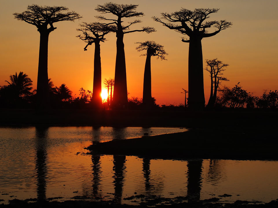 Atardecer en la Avenida de los baobabs, foto de Tee La Rosa