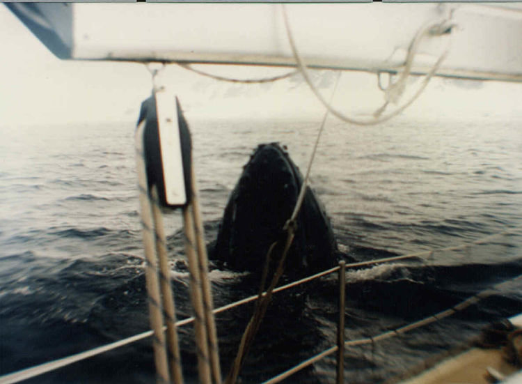 Ballena Yubarta_opt