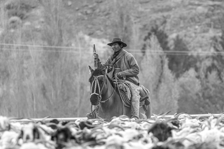 trashumancia-ricardo-kleine-10