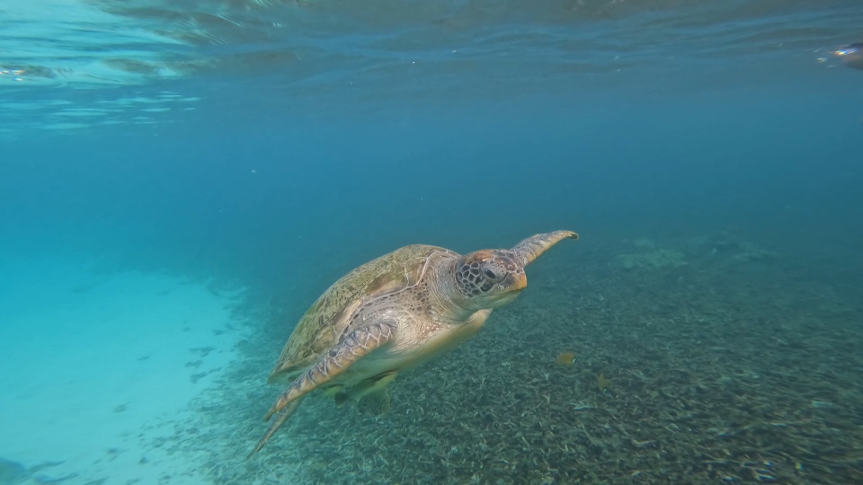 tortuga-koh-tao (1)