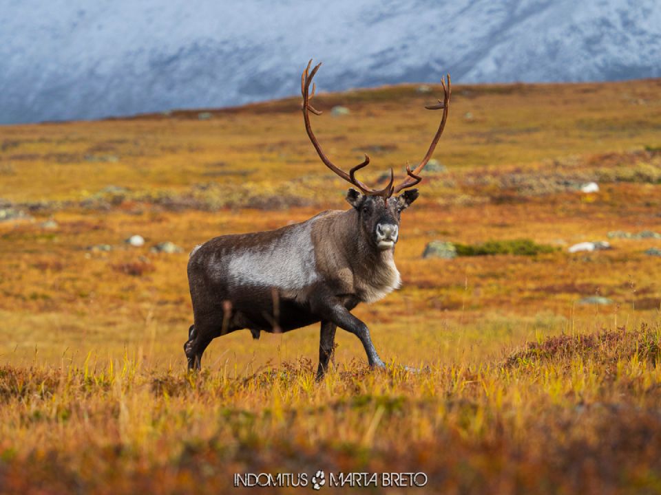 Un reno solitario en Sarek (1)
