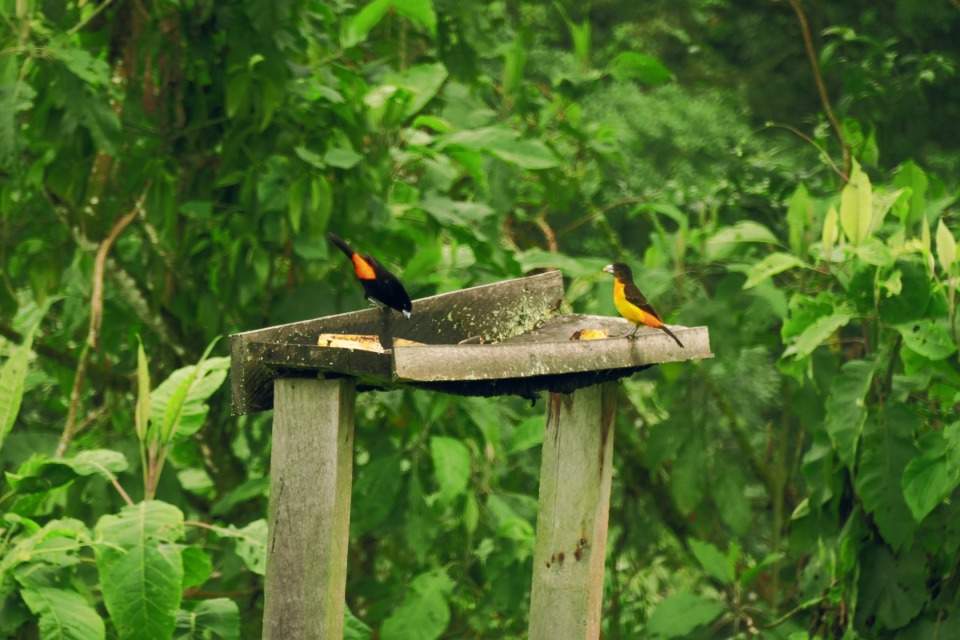 cascadas-rio-verde-colombia (4) (1)