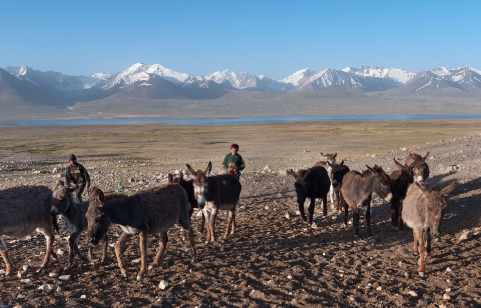 (Tajikistán) 948p Niños con burros, granja, Zor Kul